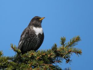 Turdus torquatus