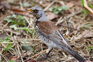 Turdus pilaris