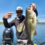 Black bass Orellana