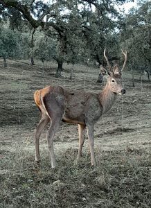 Fauna de Andalucía