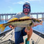 lucioperca cogolludo