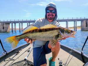 lucioperca cogolludo