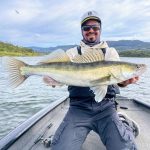 lucioperca primavera